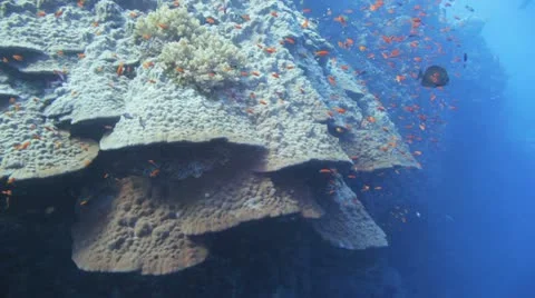 Diver swimming behind massive piece of hard coral covered by red anthias Stock Footage 22641408