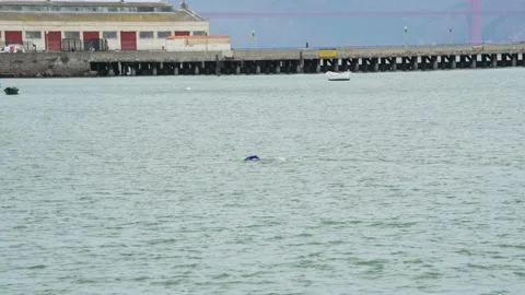 Diver swimming in cold bay Stock Footage 204748067