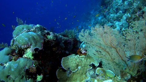 Diver swimming over ealthy hard and soft coral reef with many tropical fishes Stock Footage 111796875
