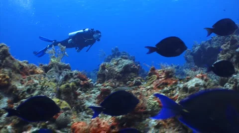 Diver swimming with a school of fish Vidéo 1090761