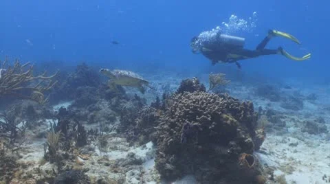 Diver swimming with sea turtle Видео 10799564