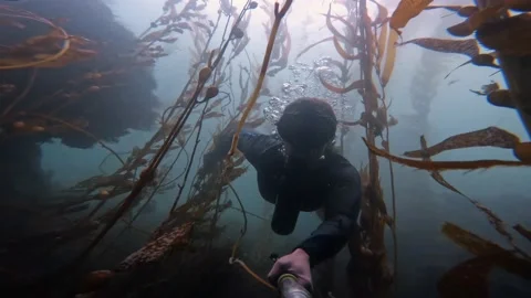 Diver Swimming through Kelp Forest Stock Footage 170801005