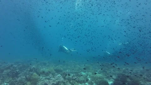 Diver swimming through school of redtooth triggerfish Video stock 327577972