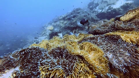 Diver swims after two small fish Stock Footage 258654673