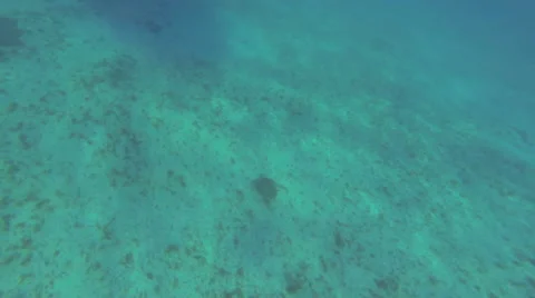 Diver swims away from turtle Video stock 42463072