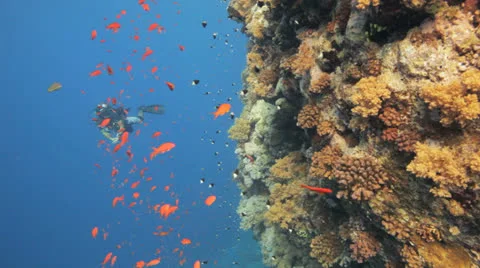 Diver swims in the back ground of red anthias Stockbeeldmateriaal 22716796