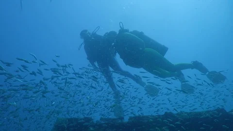 Diver swims with a large school of fish Stock Footage