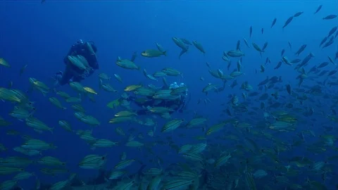 Diver swims with a large school of fish Stock Footage 74275860