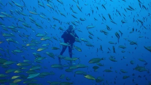 Diver swims with a large school of fish Stock Footage 74276244