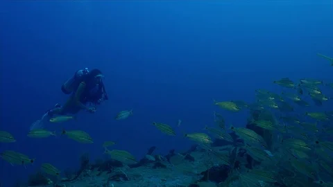 Diver swims with a large school of fish Stock Footage