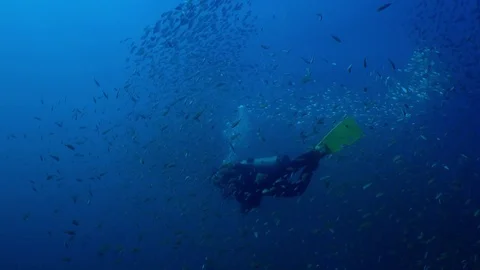 Diver swims with a large school of fish Stock Footage 74277301