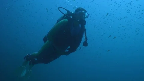 Diver swims with a large school of fish tomates grunts Stock Footage 74278813