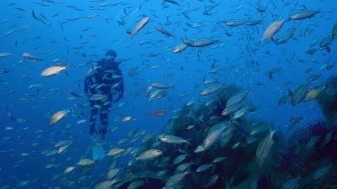 Diver swims with a large school of fish tomates grunts Haemulon aurolineatus Stock Footage 227152161