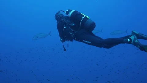 Diver swims next to 3 greater amberjacks that pass by school of damselfis,Ustica Stock Footage 125555490