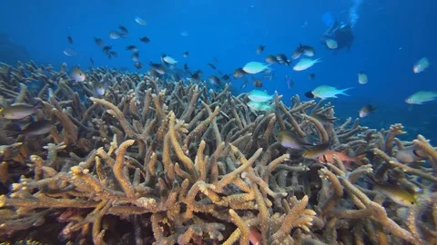 Diver swims over a multi-colored coral reef in a tropical sea Stock Footage 318380473