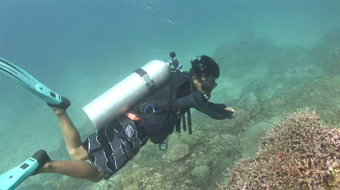 Diver swims pass corals Video stock 575132