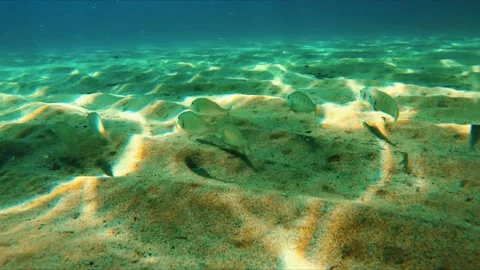 A diver swims underwater chasing small fishes Stock-Footage 183002975