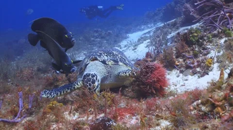 Diver taking pics of turtle,angelfish eating Vídeo Stock 8763892