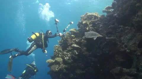 Diver taking picture of turtle Stock Footage 12332537