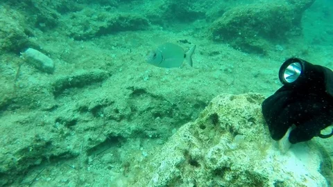 Diver tapping stone and Bream 스톡 동영상 93303974