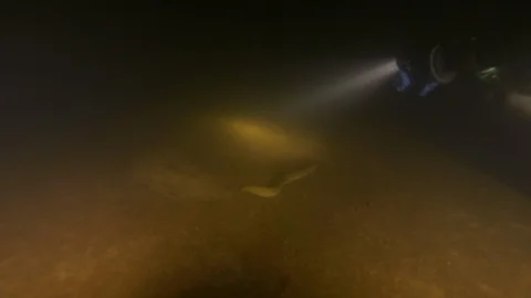  diver with torch finds lake eel in the sand that slips away, Albano lake,Italy  Stock Footage 104497764