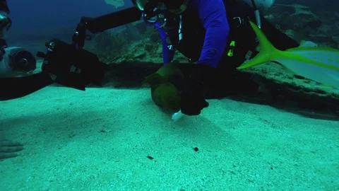 Diver trying to hold a fish in the seabed Stock Footage 81230669
