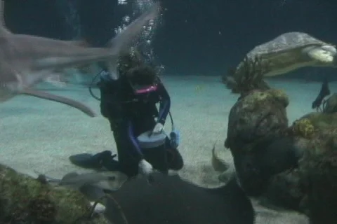 Diver with Turtles, Sharks, Fish &amp; Stingrays Stock Footage 86941