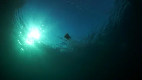 Diver under the surface of the water against the sun. Video stock 155156409