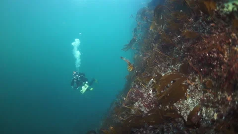 Diver under the surface of the water against the sun. Stock Footage 155156453