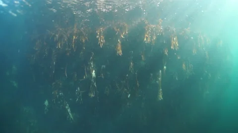 Diver under the surface of the water against the sun. Video stock 155156537