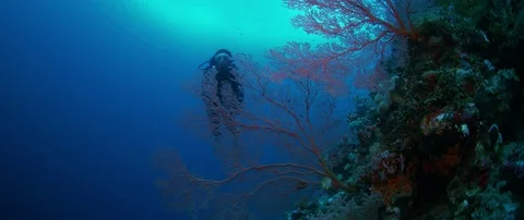 A Diver with a underwater camera Stock Footage 82529605