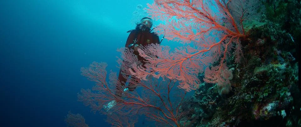 A Diver with a underwater camera Stock Photos