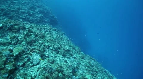 Diver underwater Видео 63329045