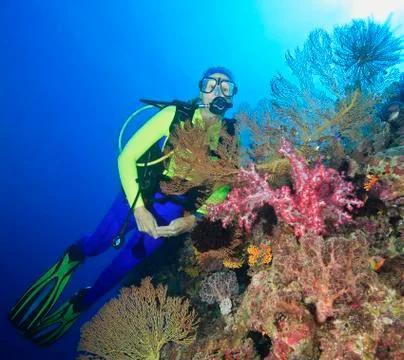 Diver Underwater Stock Photos
