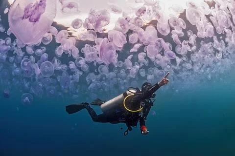 Diver underwater pointing to something Stock Photos