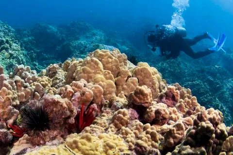 Diver with urchins Foto stock