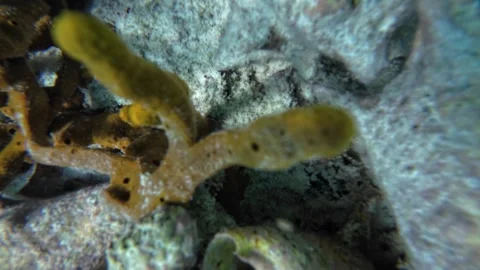 Diver using a hook to search for octopus near queen conch shells in a Caribbean Stock Footage 340224907