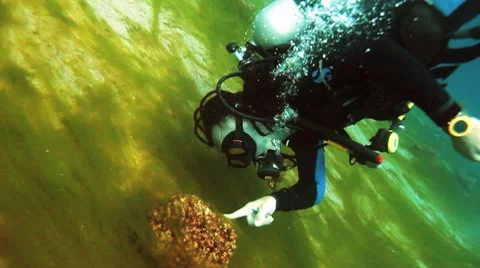 Diver vith sea grass Stock Footage 10730967