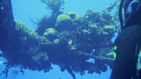 Diver watching fish swimming around shipwreck with coral growing Stock Footage 241086475