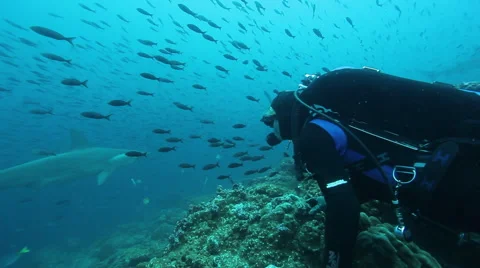 Diver watching hammerhead shark Stock Footage 42430184