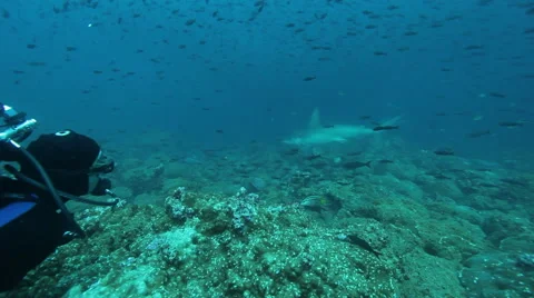 Diver watching hammerhead sharks Stock Footage 42716577