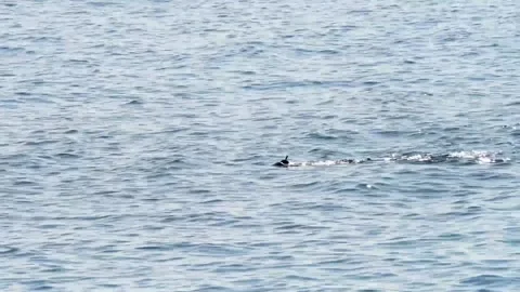 Diver on the water in the open sea Stock-Footage 143454741