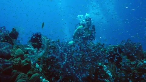 A Diver  with a yellow wetsuit is watching a school of glassfish  Видео 74281193