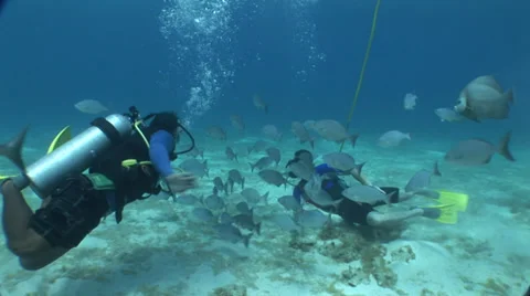 Divers with Air Hose Scuba Diving Stock Footage 36371545