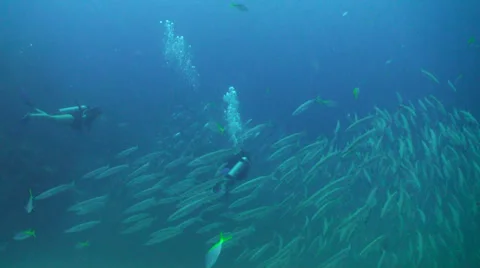 Divers and school of barracuda Stock Footage 24898512