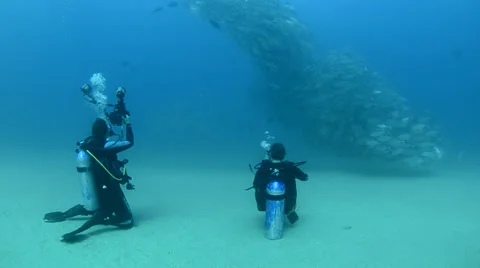 Divers and school of fish Stock Footage 33850581