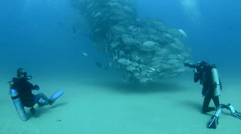 Divers and school of fish Stock Footage 33850705