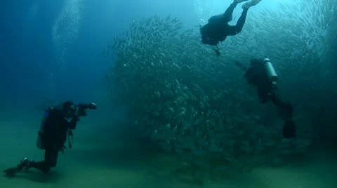 Divers and school of fish Stock Footage 33850797