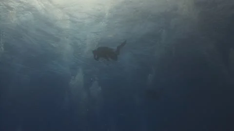 Divers and sun's rays Vidéo 11148334