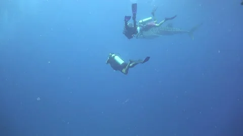 A divers and a whale shark Stock Footage 68929110